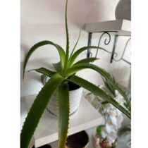 Pot de Plantes Artisanales - Aloe Vera