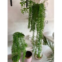 Plantes Décoratives Vertes - d’Asperge Spengeri