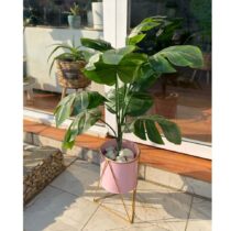 Pot de Plantes Vertes - MONSTERA DELICIOSA