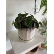 Pot de Plantes Vertes - Pépéromia d'Argent