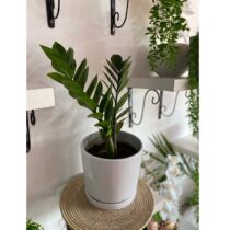 Pot de Plantes Vertes - Zamioculcas Zamiifolia