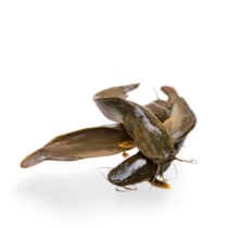 Poisson_chat
